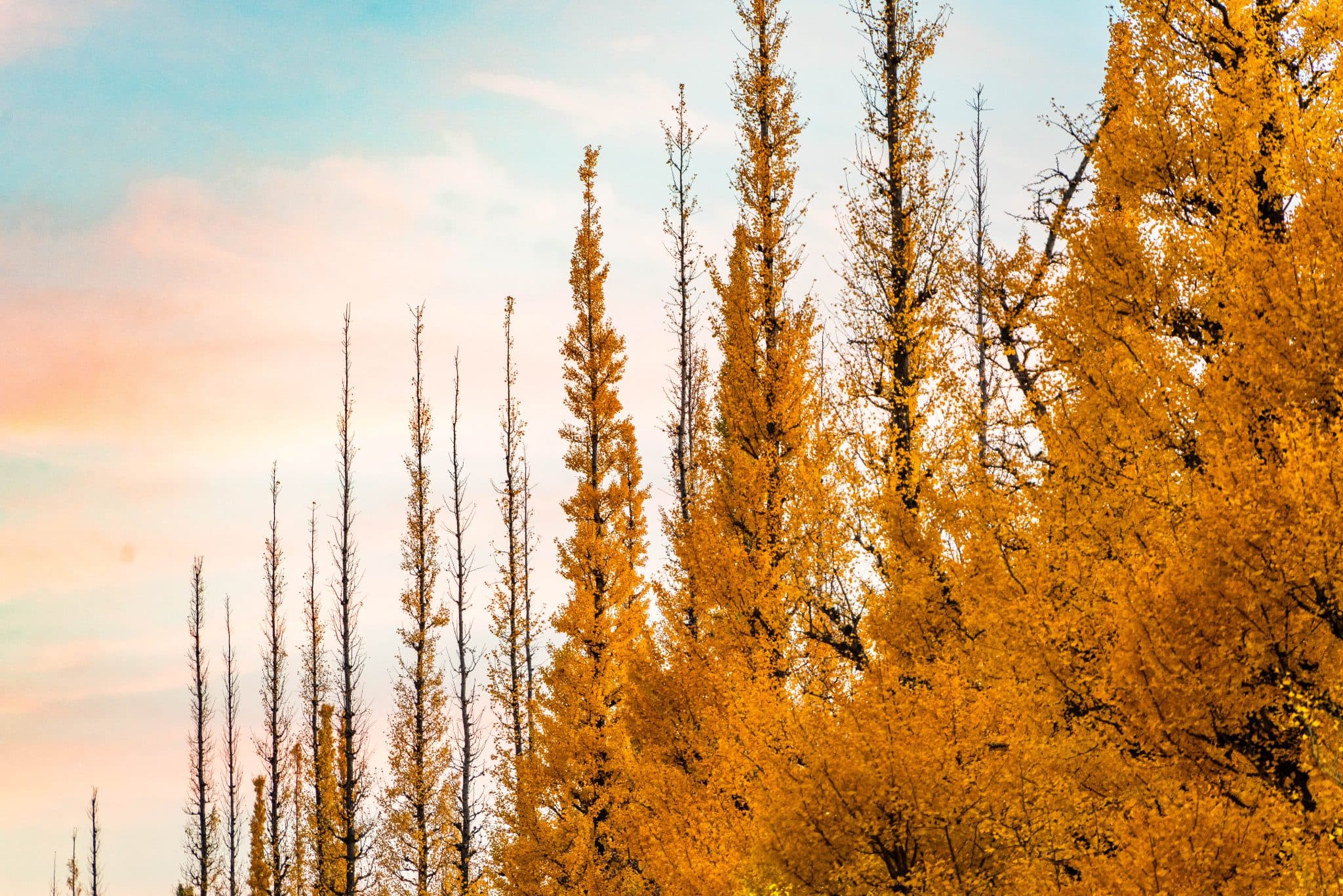 Sample critique photo: golden-hour ginkgo canopy with backlit leaves, blue gradient sky, and roughly 4500K warm-cool color contrast